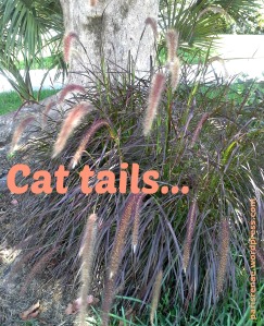 cat tails 3 x