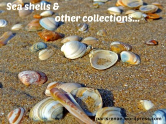 sea shells pixa x